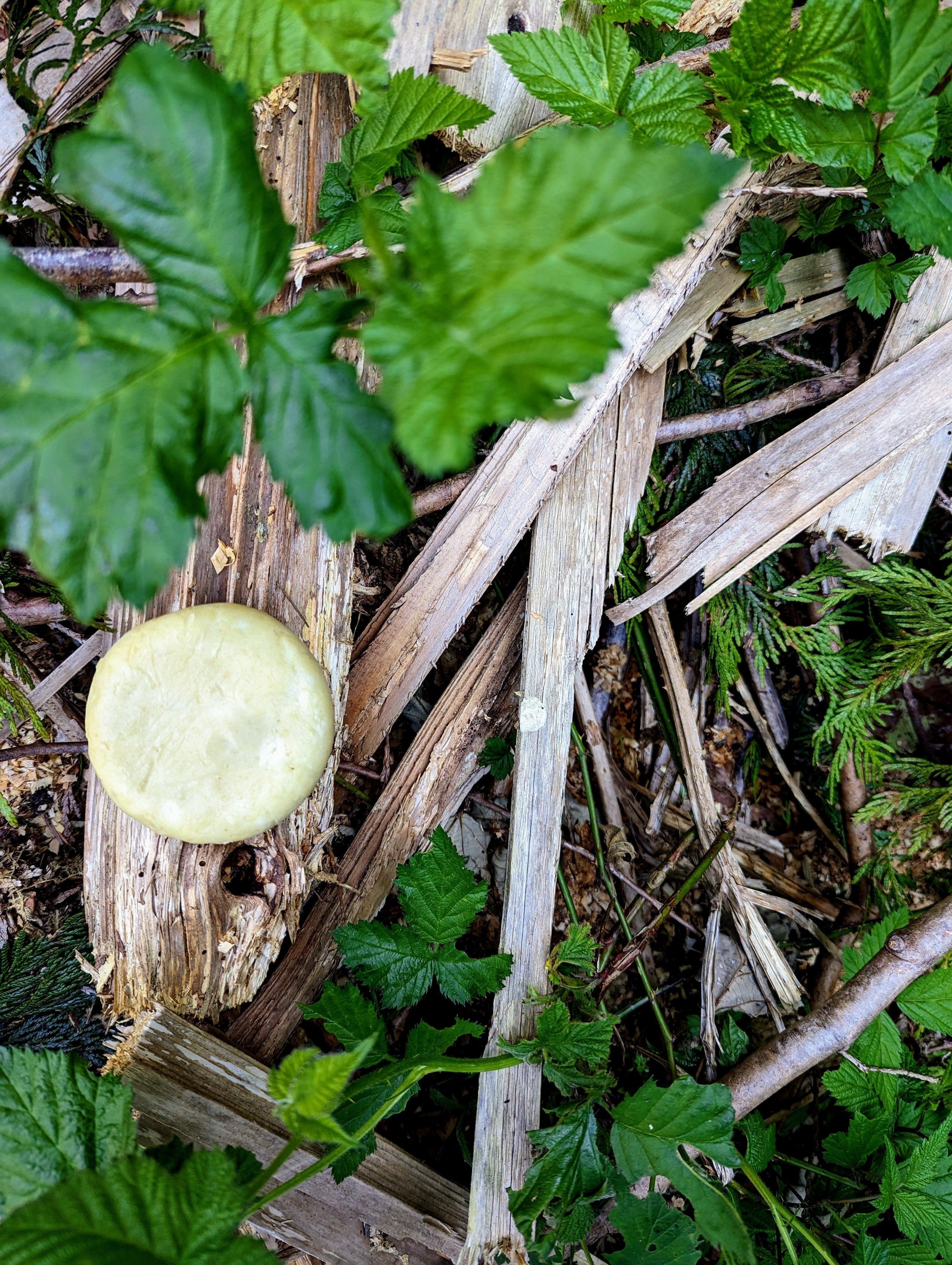 Sage Citrus Conditioner Bar